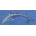 Delfín Nº4